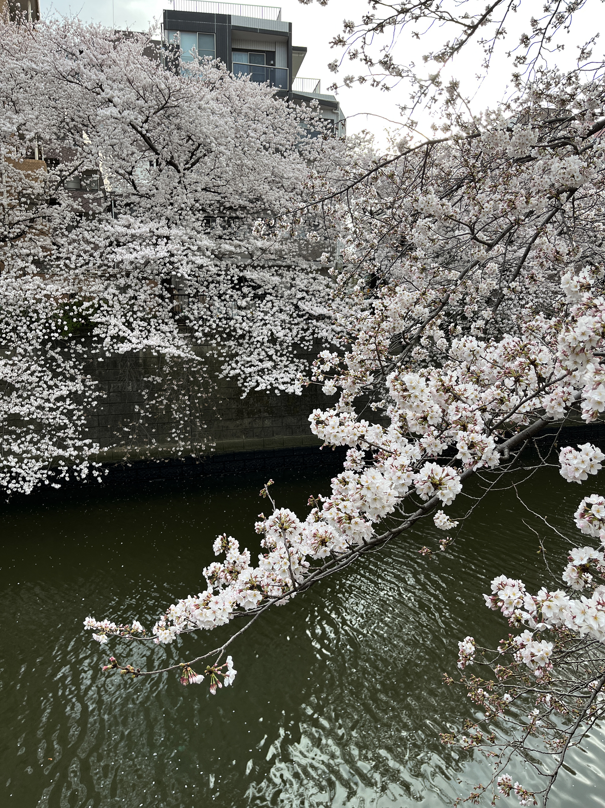 메구로강 벚꽃