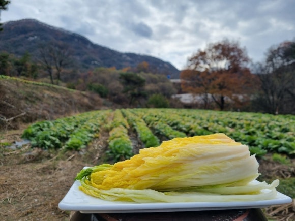 햇터마을 절임배추