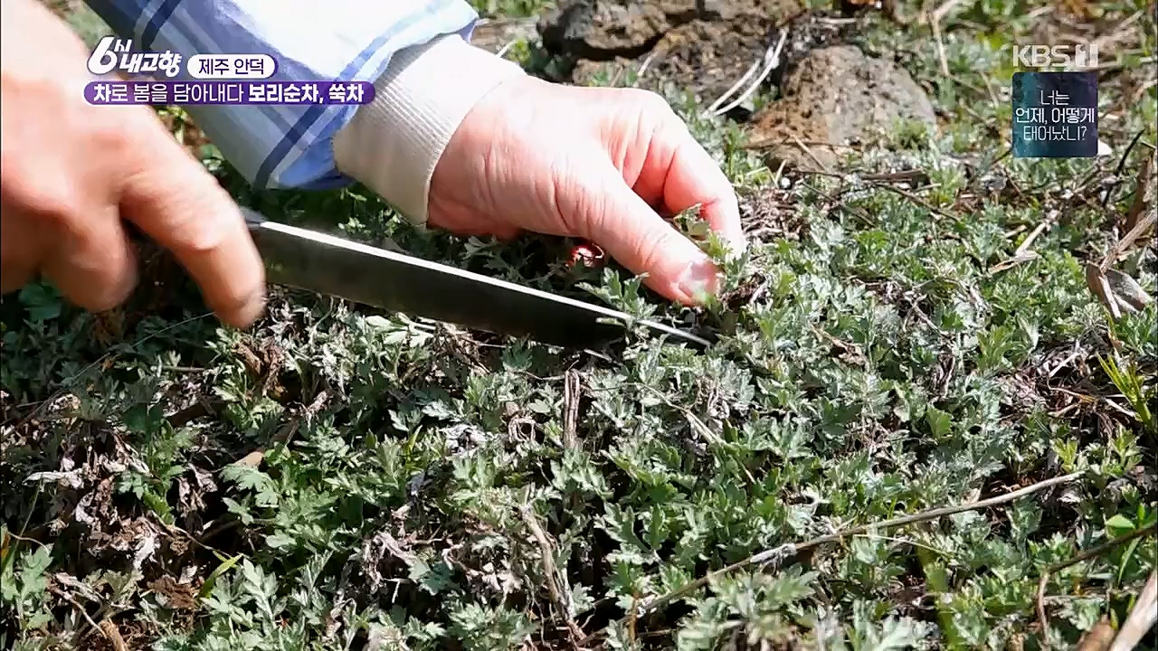 6시 내고향.E7751.230324p.H264-F1RST.mp4_20230324_205542.198.jpg