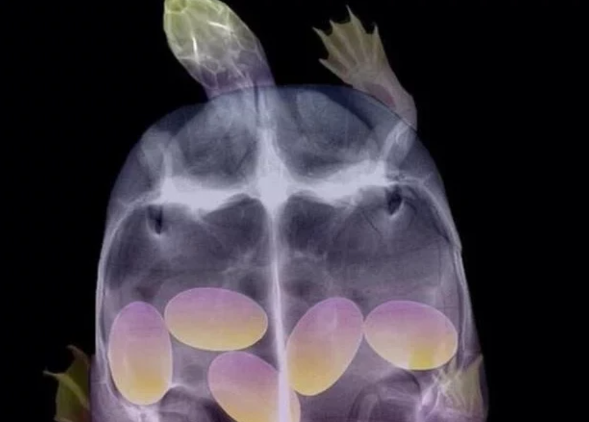 임신한 동물들의 엑스레이 사진