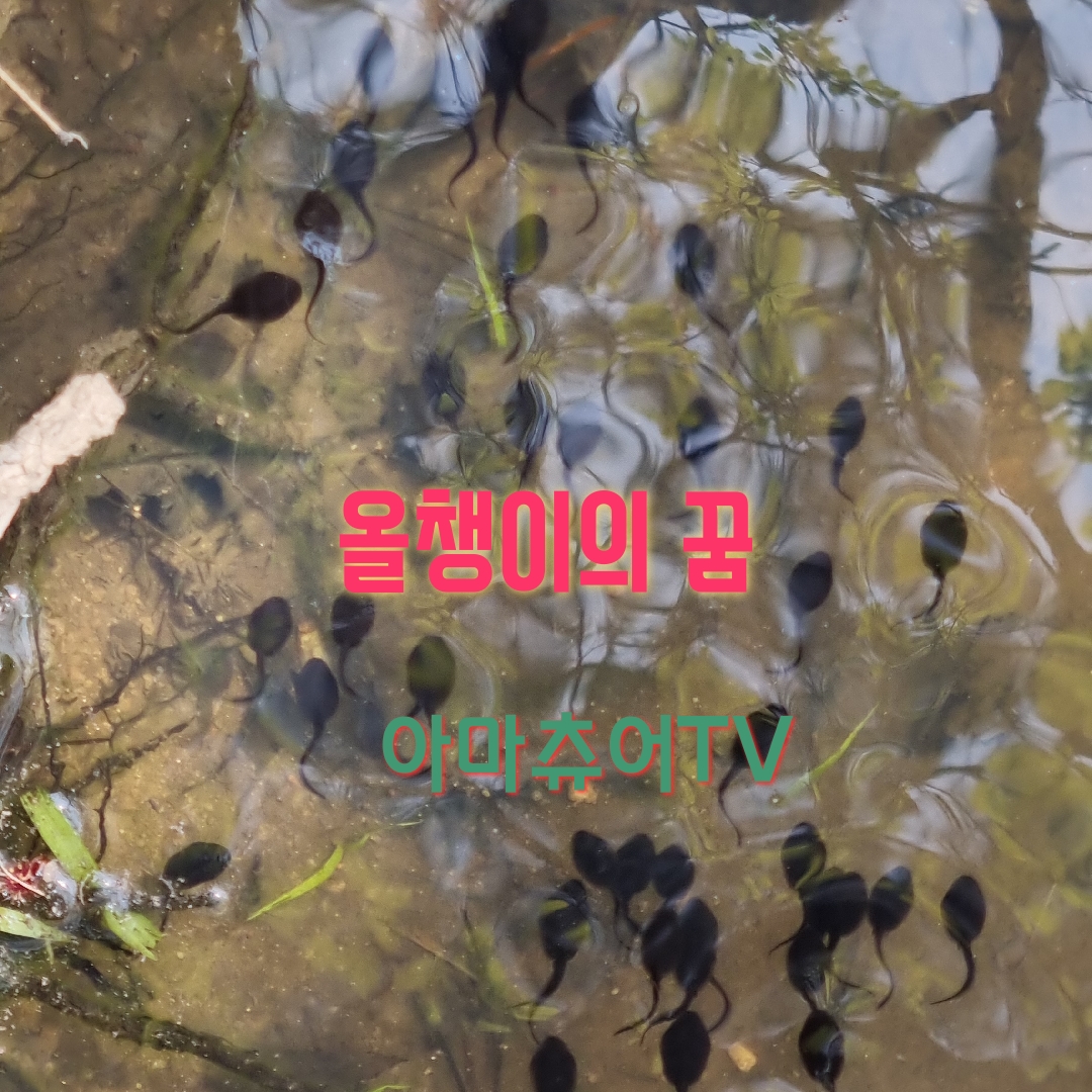  올챙이의 부화가 시작됐어요진귀한장면 공유해요