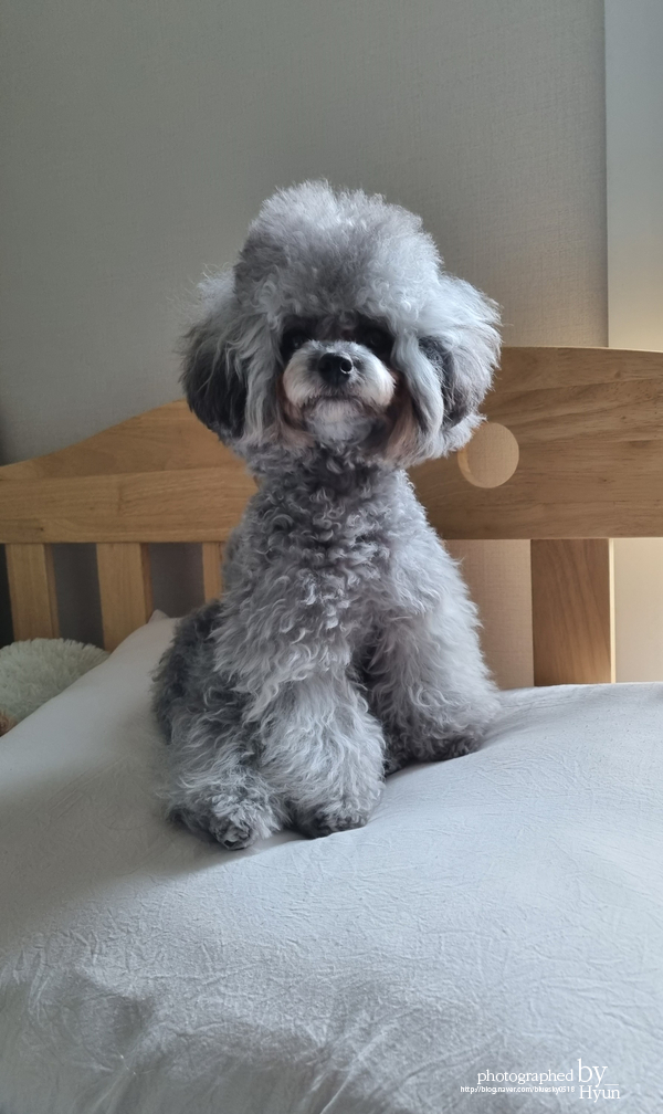 ::모델이 되어도 좋아! 실버푸들 마리 미용 8