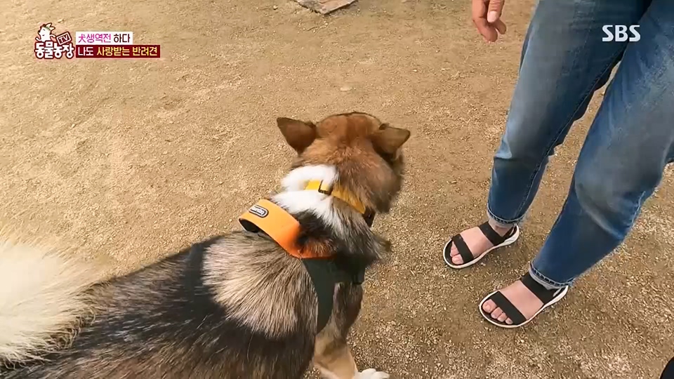 TV 동물농장.E1125.230618p.H264-F1RST.mp4_20230618_192121.672.jpg