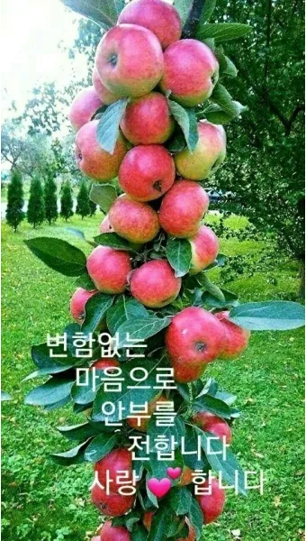 6월 인사말 모음집 이미지 문구 이미지 모음_17