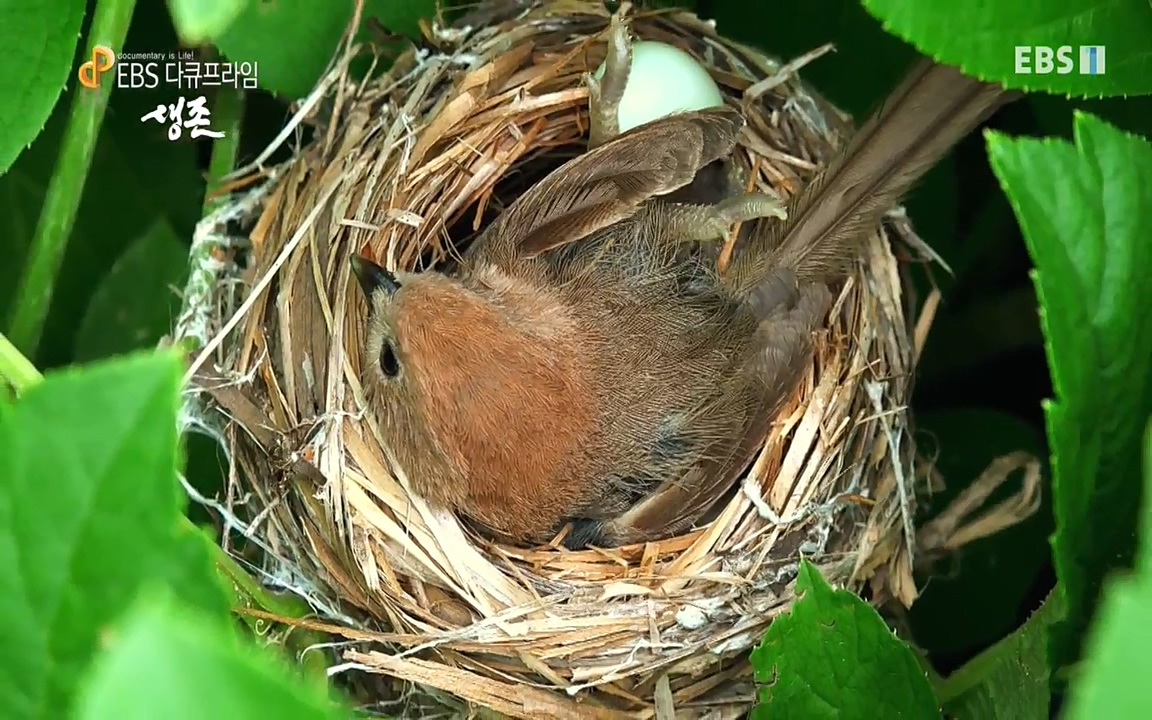 생존 3부_ EBS 다큐프라임_ 220629.avi_20220701_204541.827.jpg