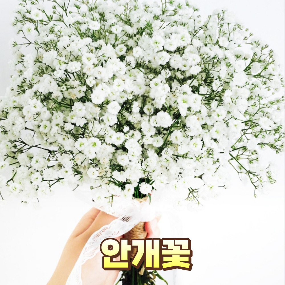 안개꽃 부케