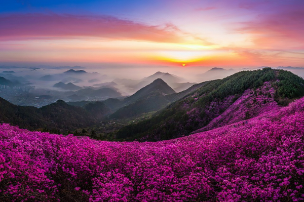 천주산진달래