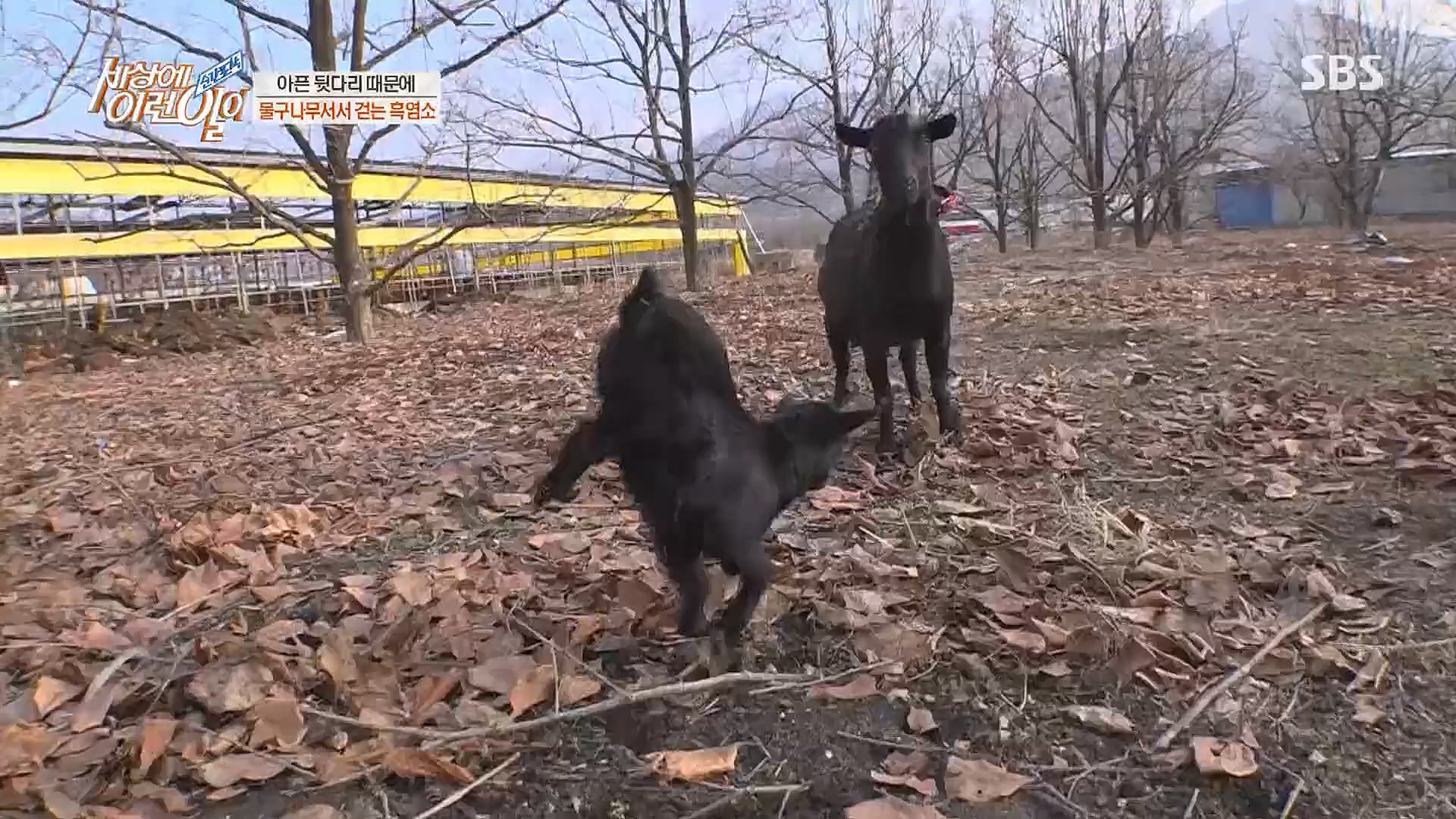 순간포착 세상에 이런일이.E1214.230117p.H264-F1RST.mp4_20230118_192433.626.jpg