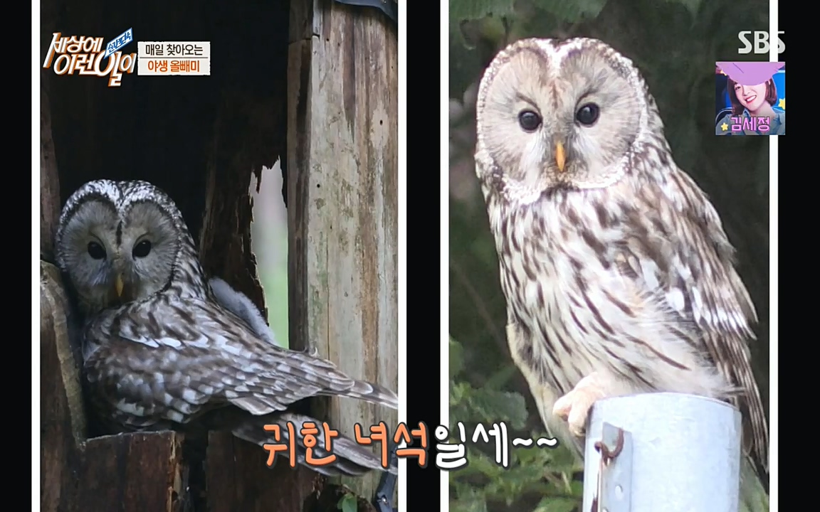 순간포착 세상에 이런일이.E1189.220720p-NEXT.mp4_20220720_194130.904.jpg