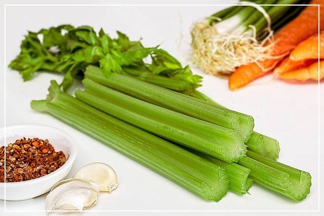 셀러리 사진