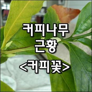  커피나무 근황 커피꽃