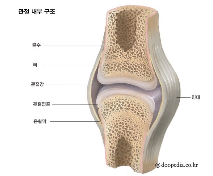 관절내부구조 이미지