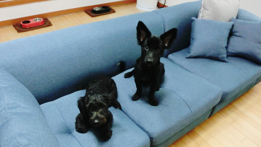 보니에가구 로메로 패브릭쇼파 4인용 소파 대형보조스툴 구매완료