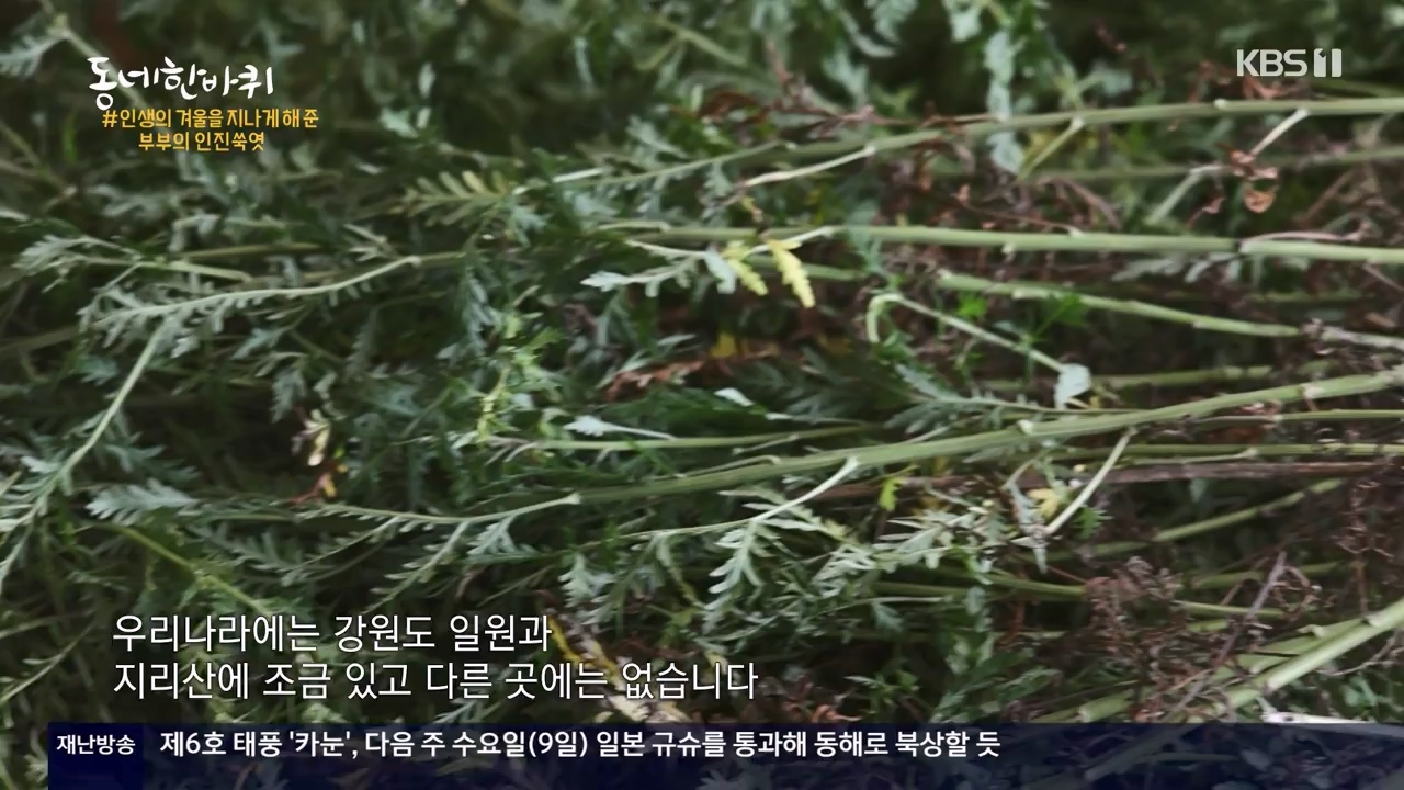 동네 한 바퀴.E234.230806p-NEXT.mp4_20230810_211401.721.jpg