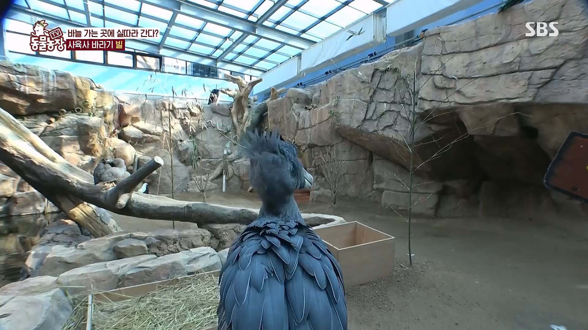 TV 동물농장.E1106.230129p.H264-F1RST.mp4_20230130_192737.529.jpg