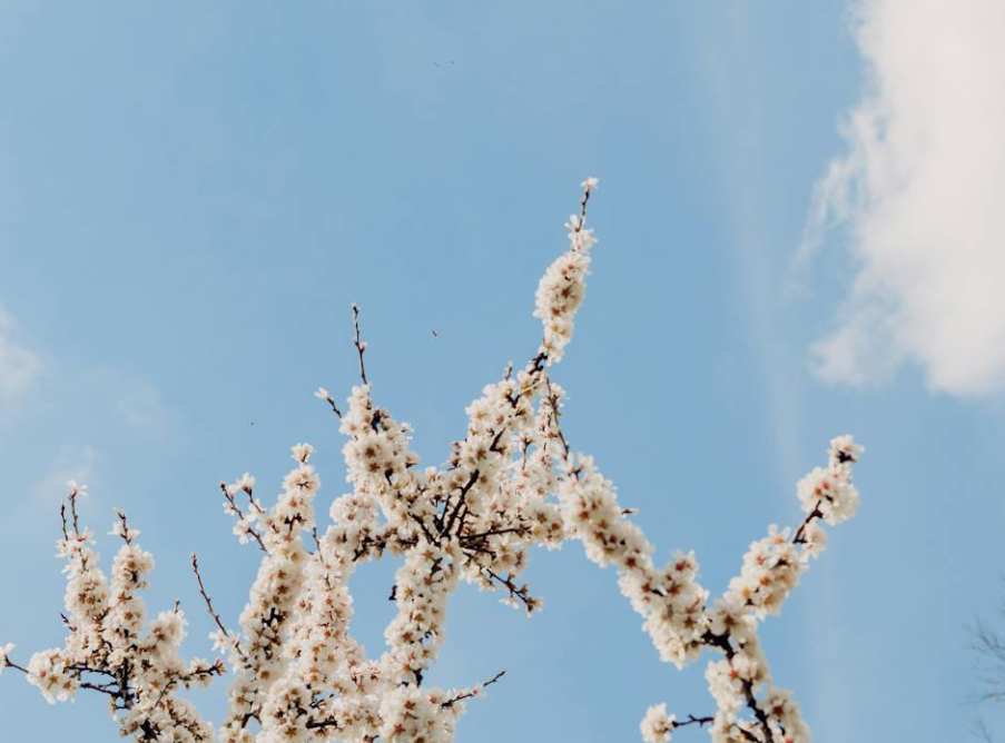 &lt;/img src=&quot;주소&quot; alt=&quot;꽃가루&quot;&gt;