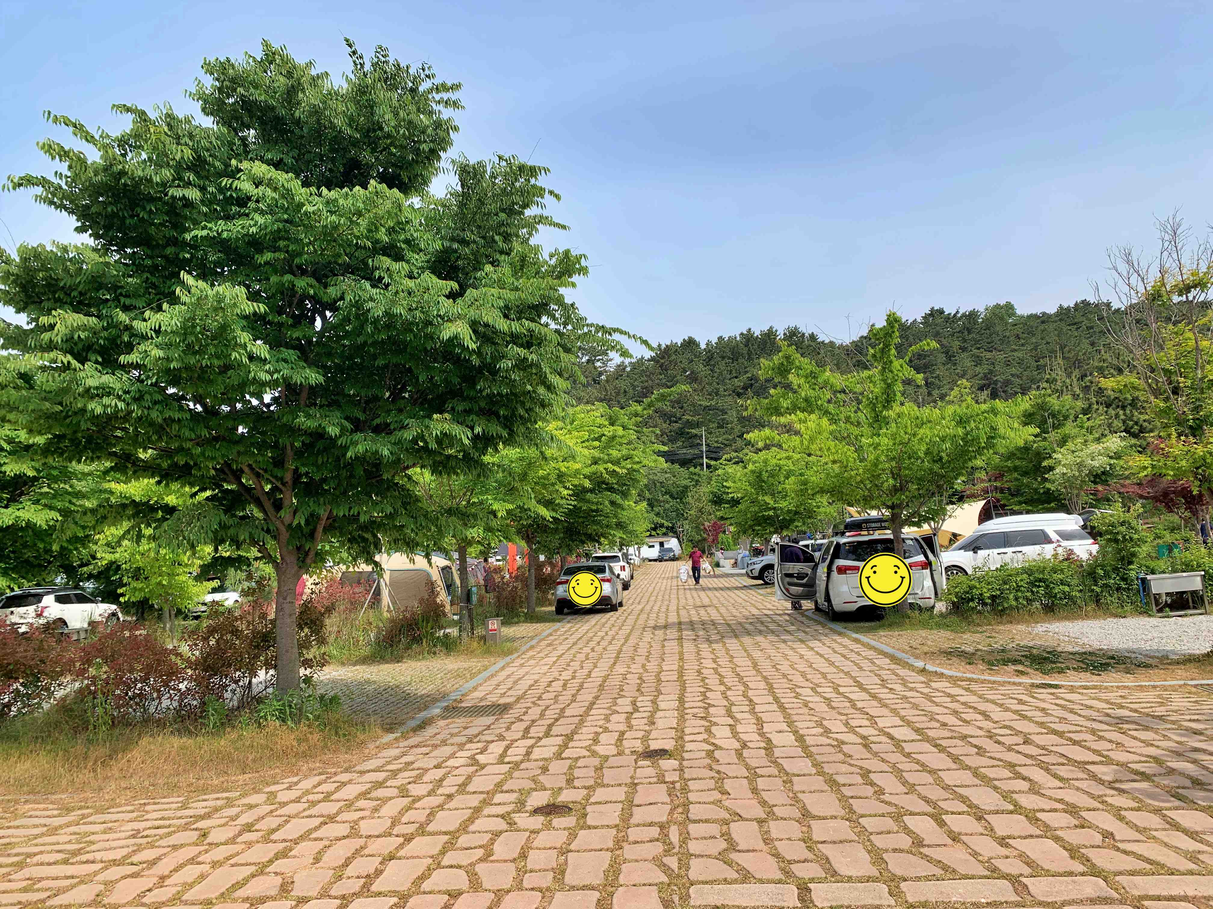 변산오토캠핑장 나무