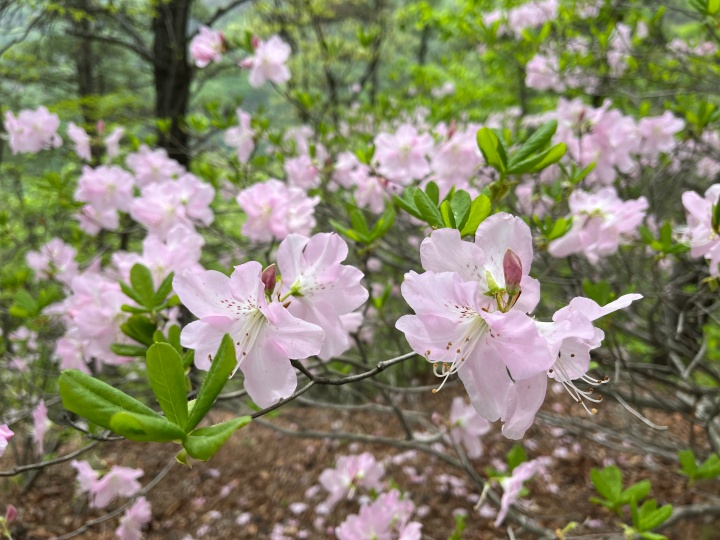 진악산-산철쭉