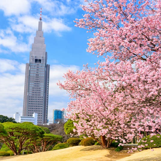 신주쿠 교엔의 벚꽃&#44; 도쿄의 대도시 가운데서 도시와 꽃을 함께 즐길 수 있다는 장점이 있다.