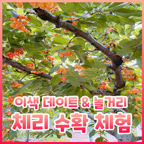  포항 이색 데이트 체리 수확 체험, 청하체리힐