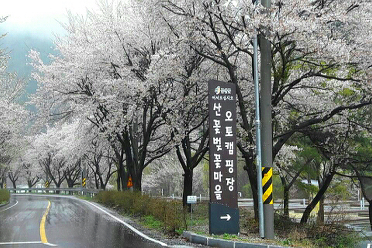 금산 산벚꽃마을 오토캠핑장