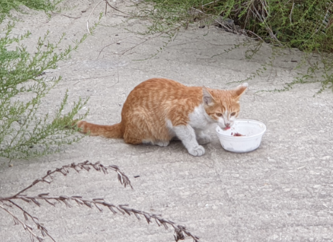 어릴적 그리고 그 외에 고양이 사진 18