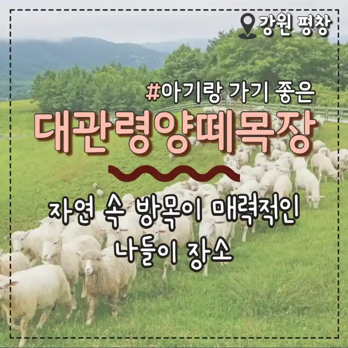  대관령양떼목장 자유로운 방목 자연 속 나들이 아기랑 갈만한 곳