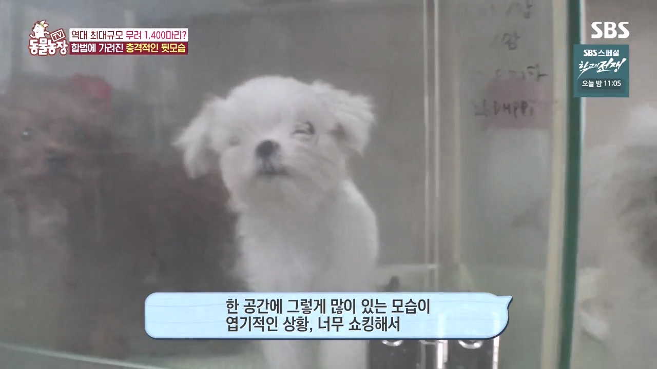 TV 동물농장.E1142.231023p-NEXT.mp4_20231022_171949.477.jpg