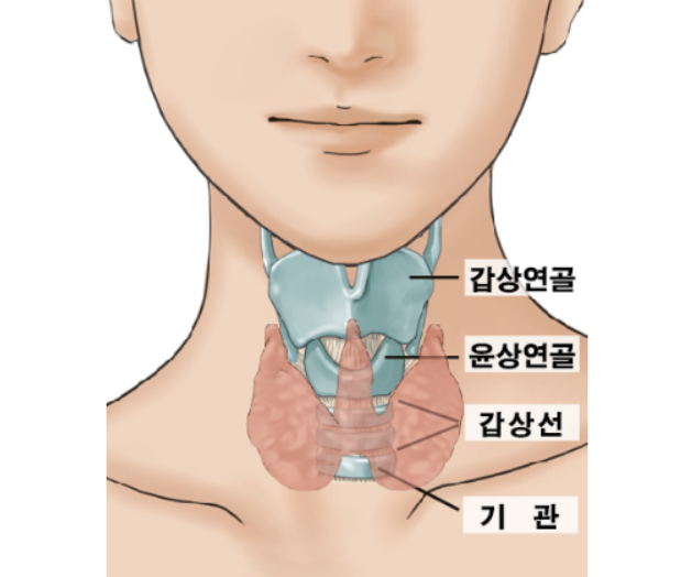 갑상선 위치설명