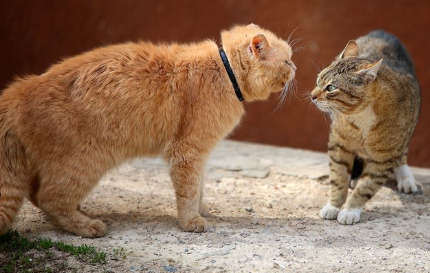 두 마리의 고양이.