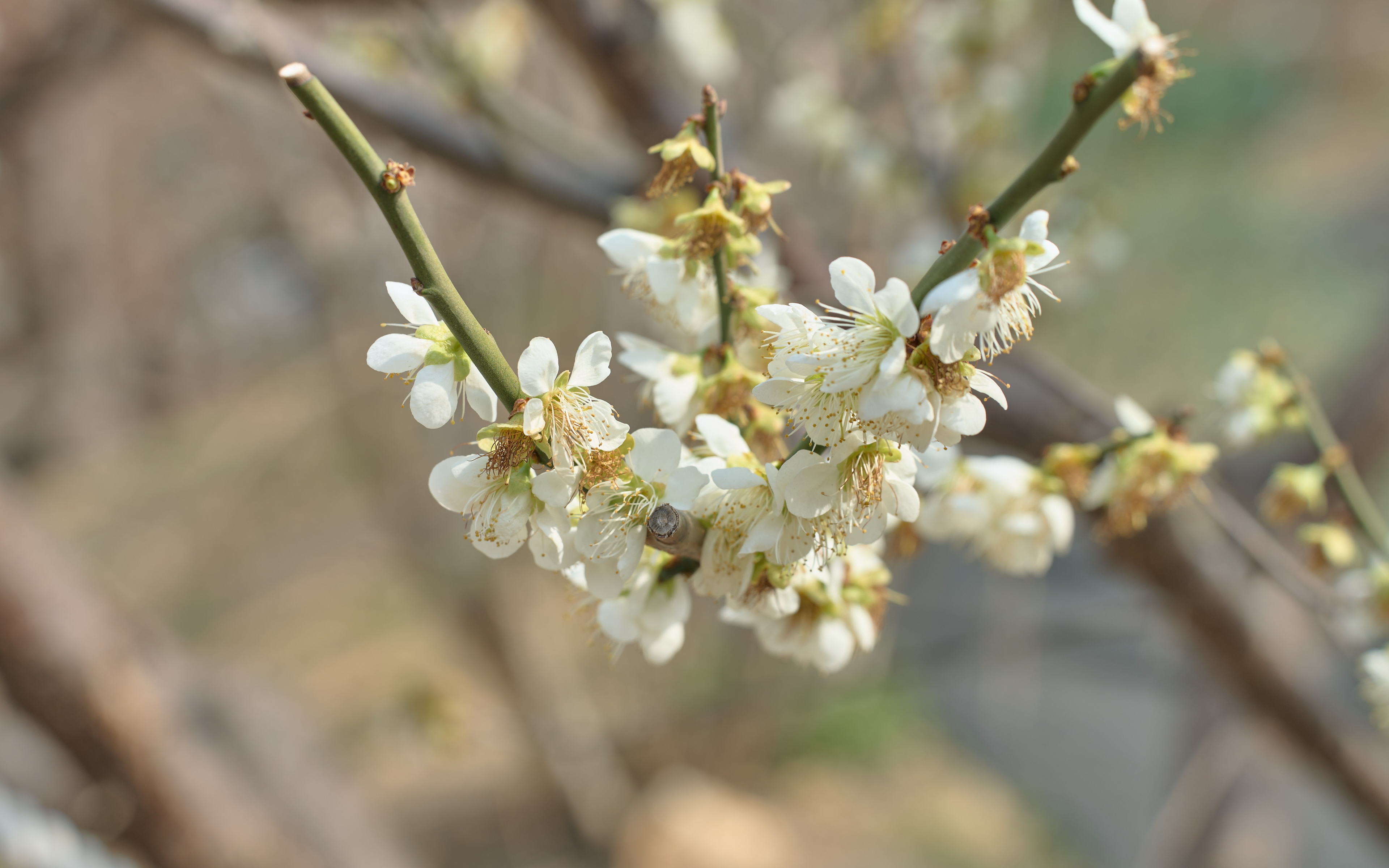 기장매화원 매화축제 47