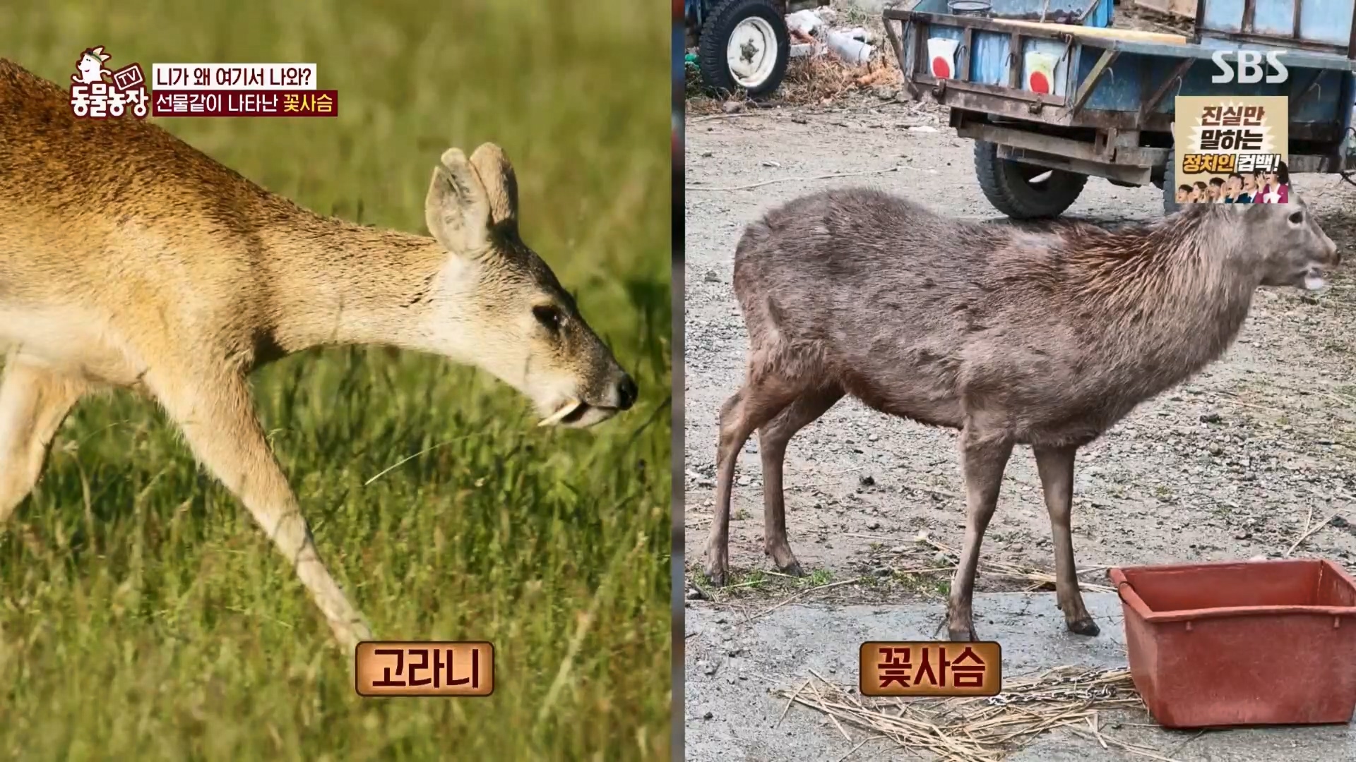 TV 동물농장.E1139.230924p.H264-F1RST.mp4_20230924_171651.569.jpg