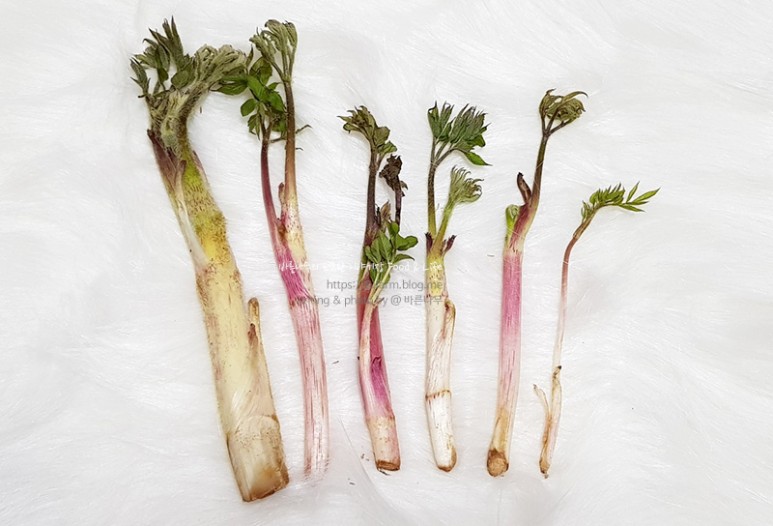 거창 대구 판매 손질 및 보관법 제철 봄나물 우도열매 - 2021년 15