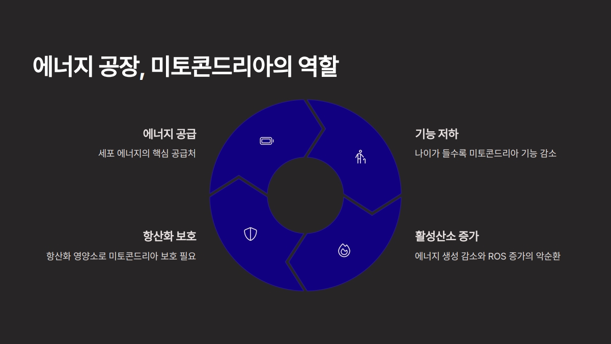 세포 노화