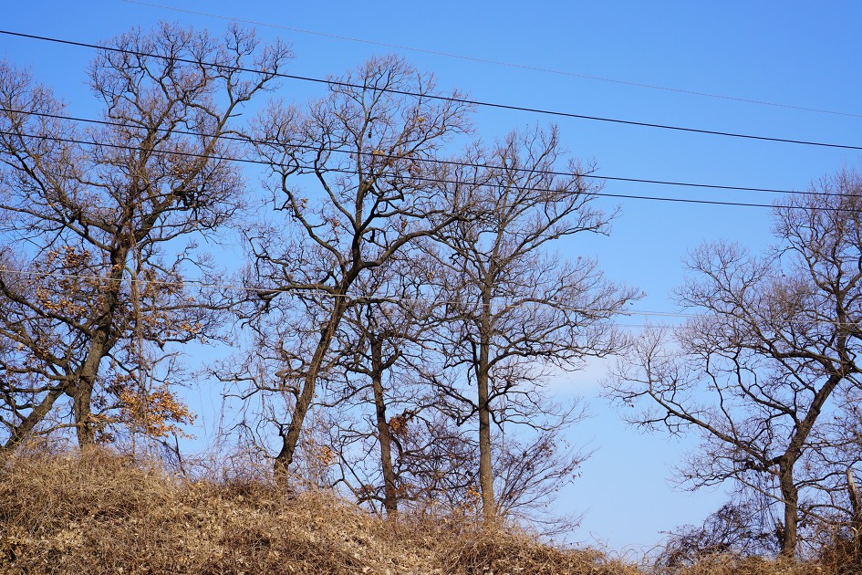 마을 입구&#44; 큰 나무들&#44; 푸른 하늘&#44; 전깃줄&#44;