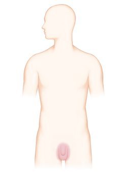  조루증에 대해
