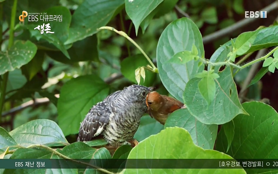 생존 3부_ EBS 다큐프라임_ 220629.avi_20220701_210401.029.jpg