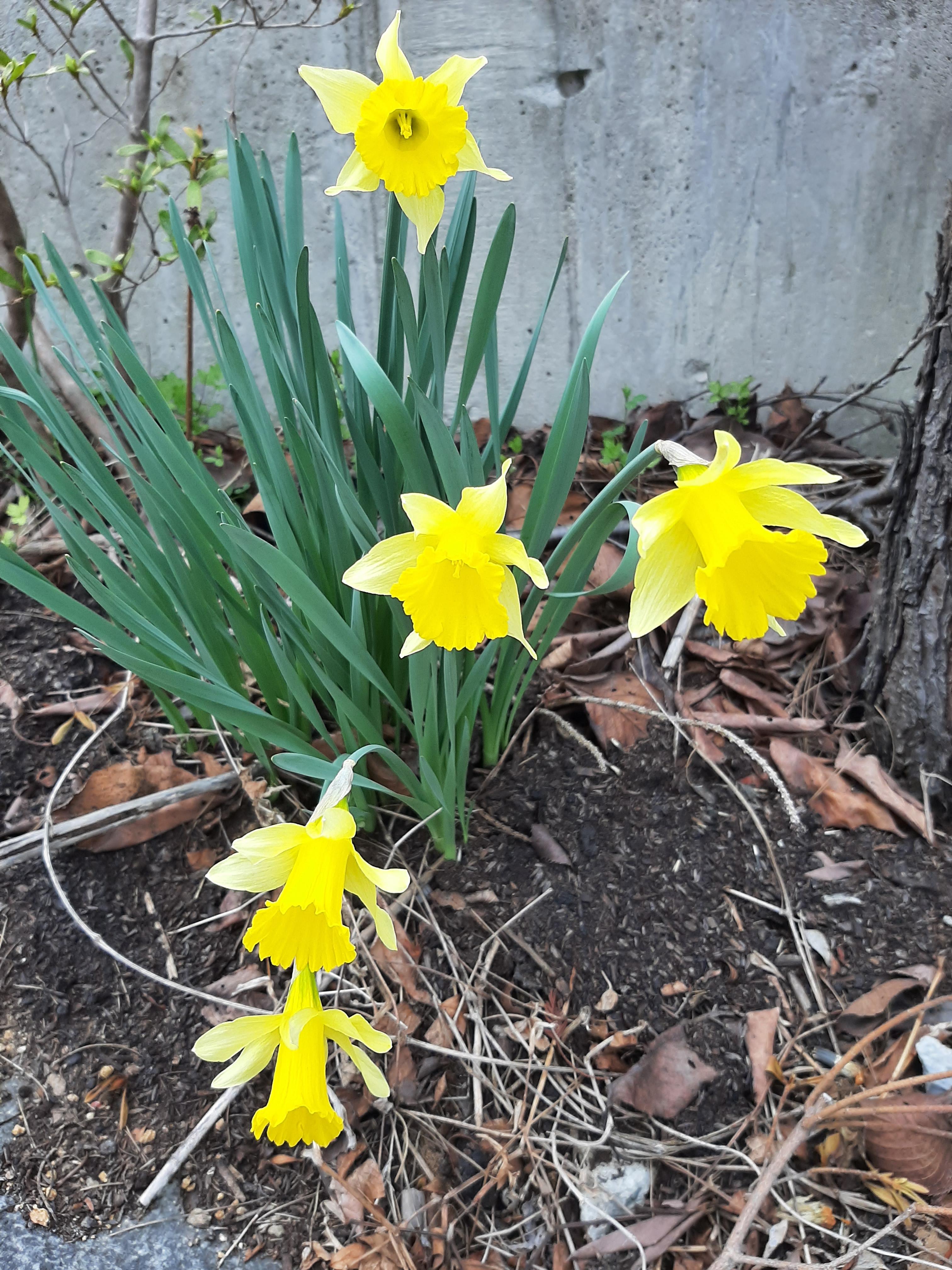 봄꽃 목련과 벚꽃이 한창입니다 / 꽃길만 걸으면 (03/23/22) 10