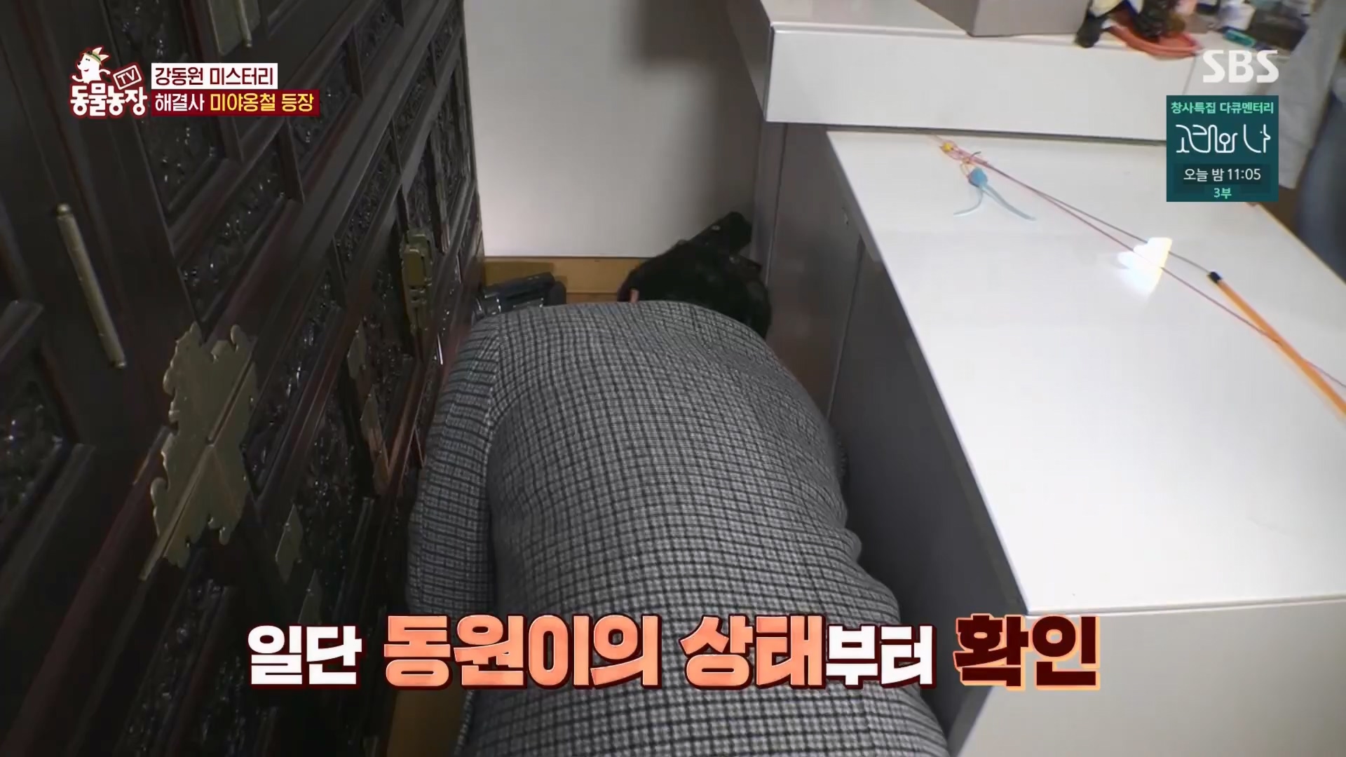 TV 동물농장.E1148.231203p.H264-F1RST.mp4_20231203_165835.517.jpg