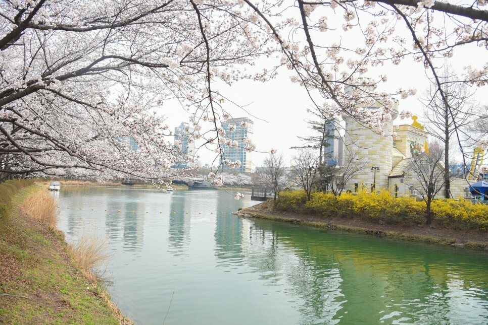 벚꽃