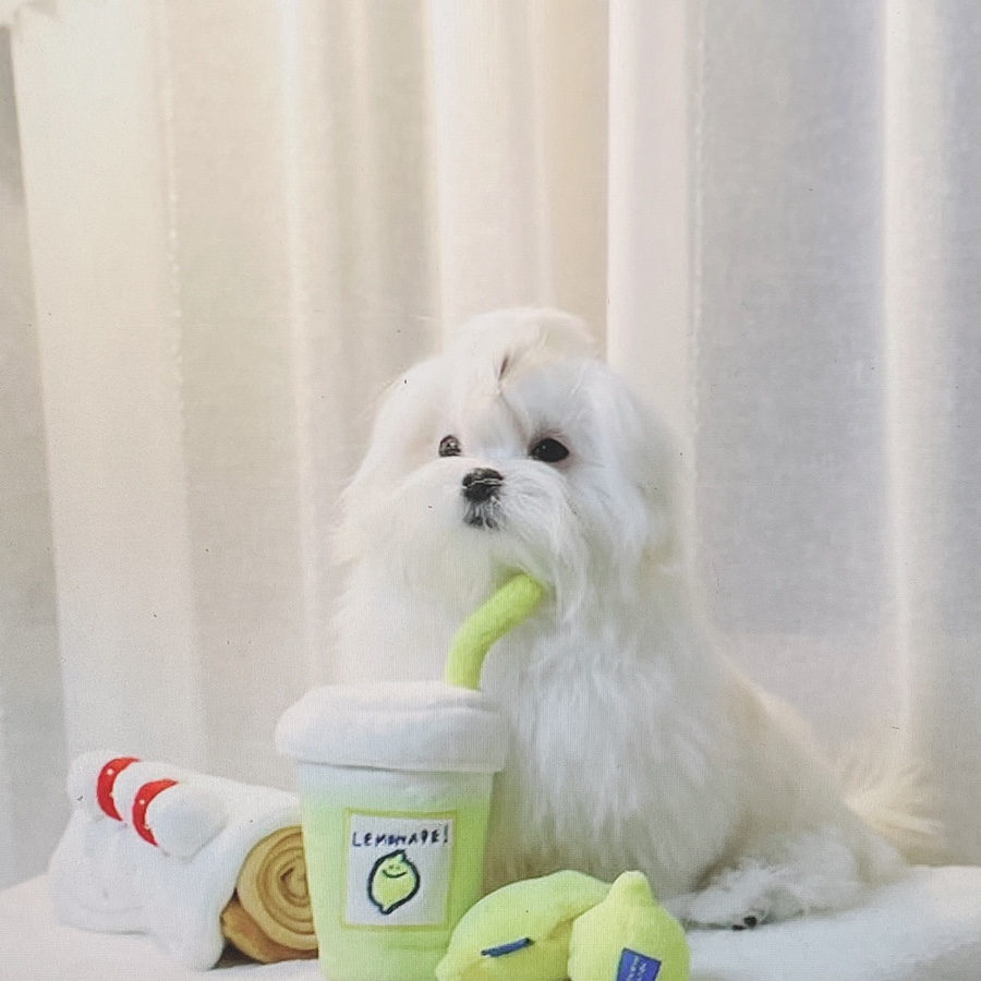 말티즈 키울 때 꼭 읽어보세요 소형견 종류 미니 6