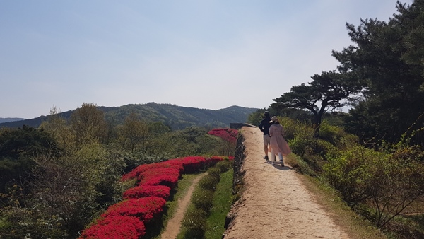 고창읍성 성벽과 철쭉