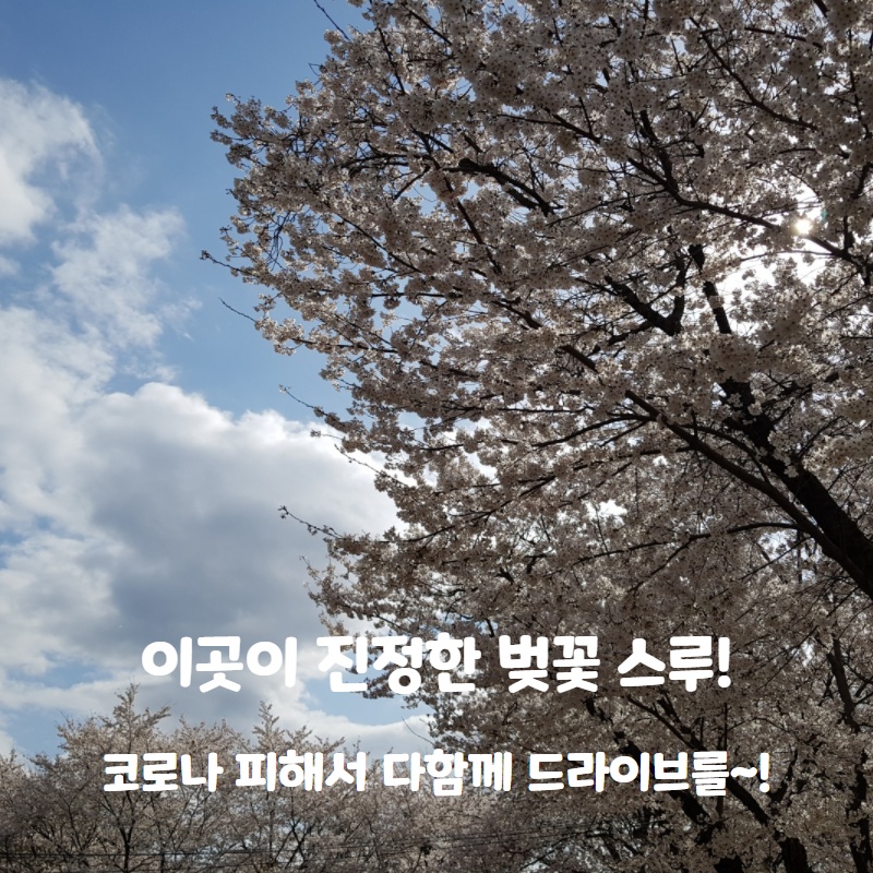  아름다운 벚꽃길! 진정한 드라이브 벚꽃스루는 바로 여기! 청평, 가평 벚꽃길!