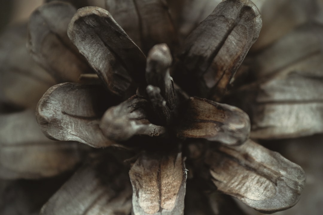 Black garlic.