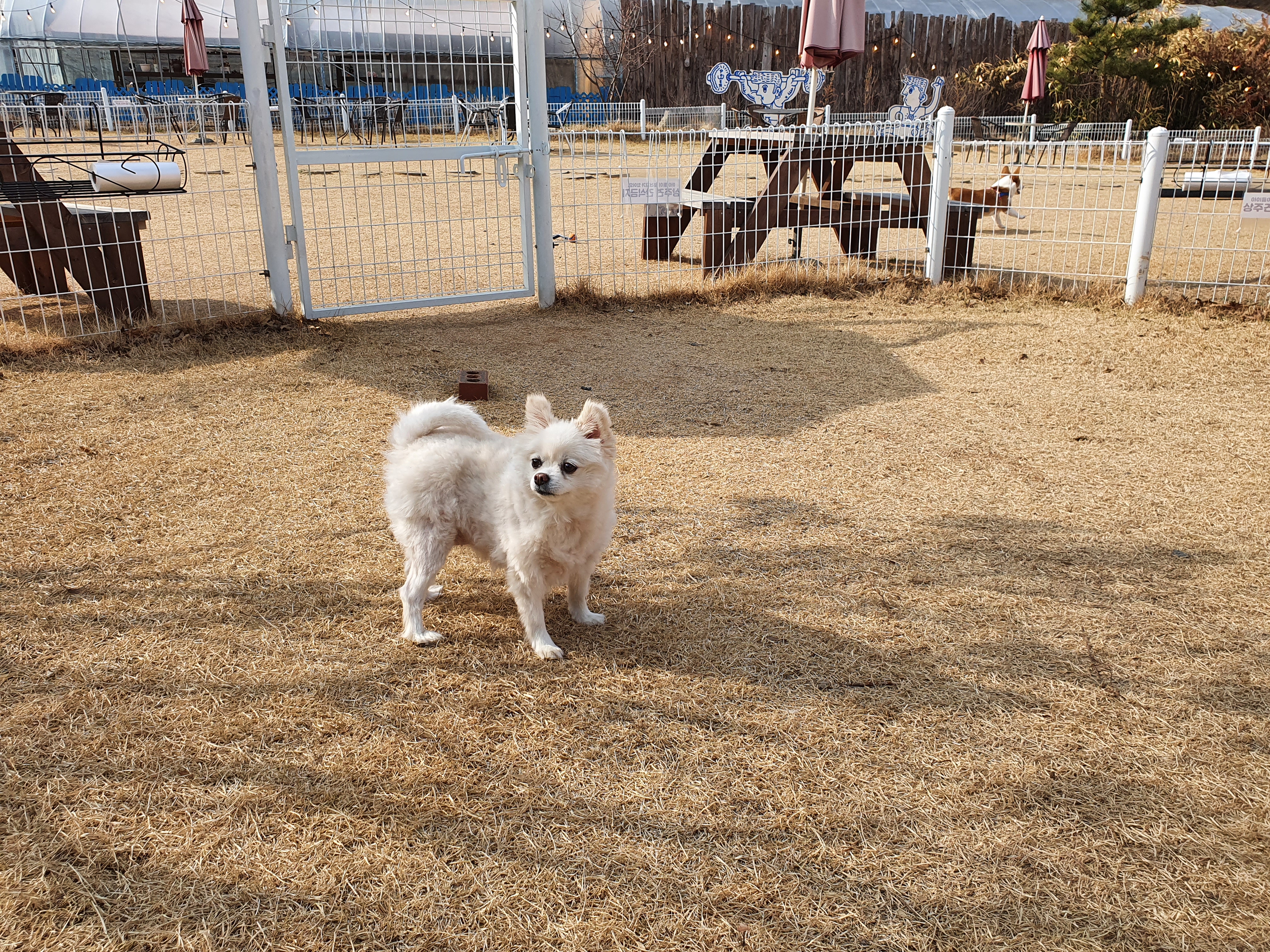  [반려견] 강화 애견동반카페 - 몬테