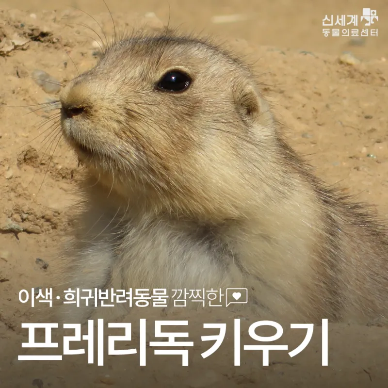 프레디독 가격 키우기 분양 수명 먹이 성격 종류_4