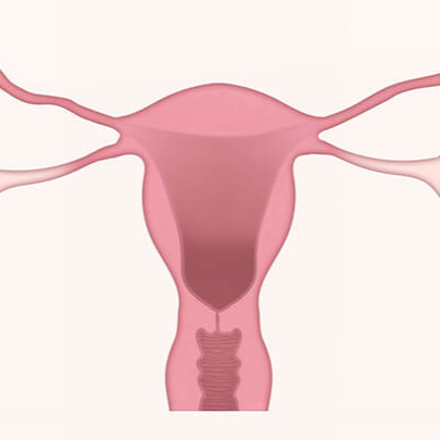 여성의 자궁