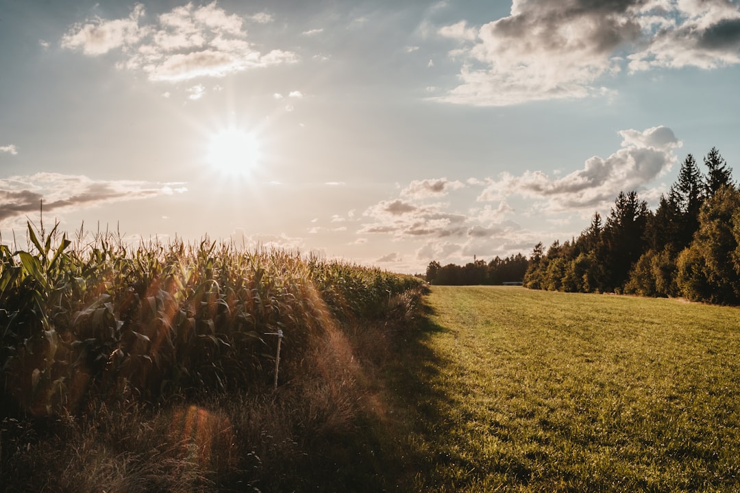 Agricultural land.