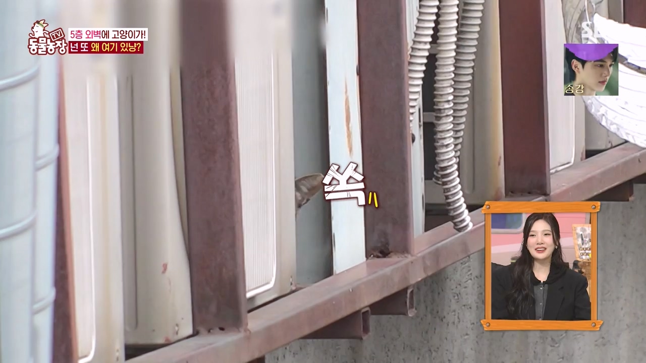 TV 동물농장.E1146.231120p-NEXT.mp4_20231119_175251.408.jpg