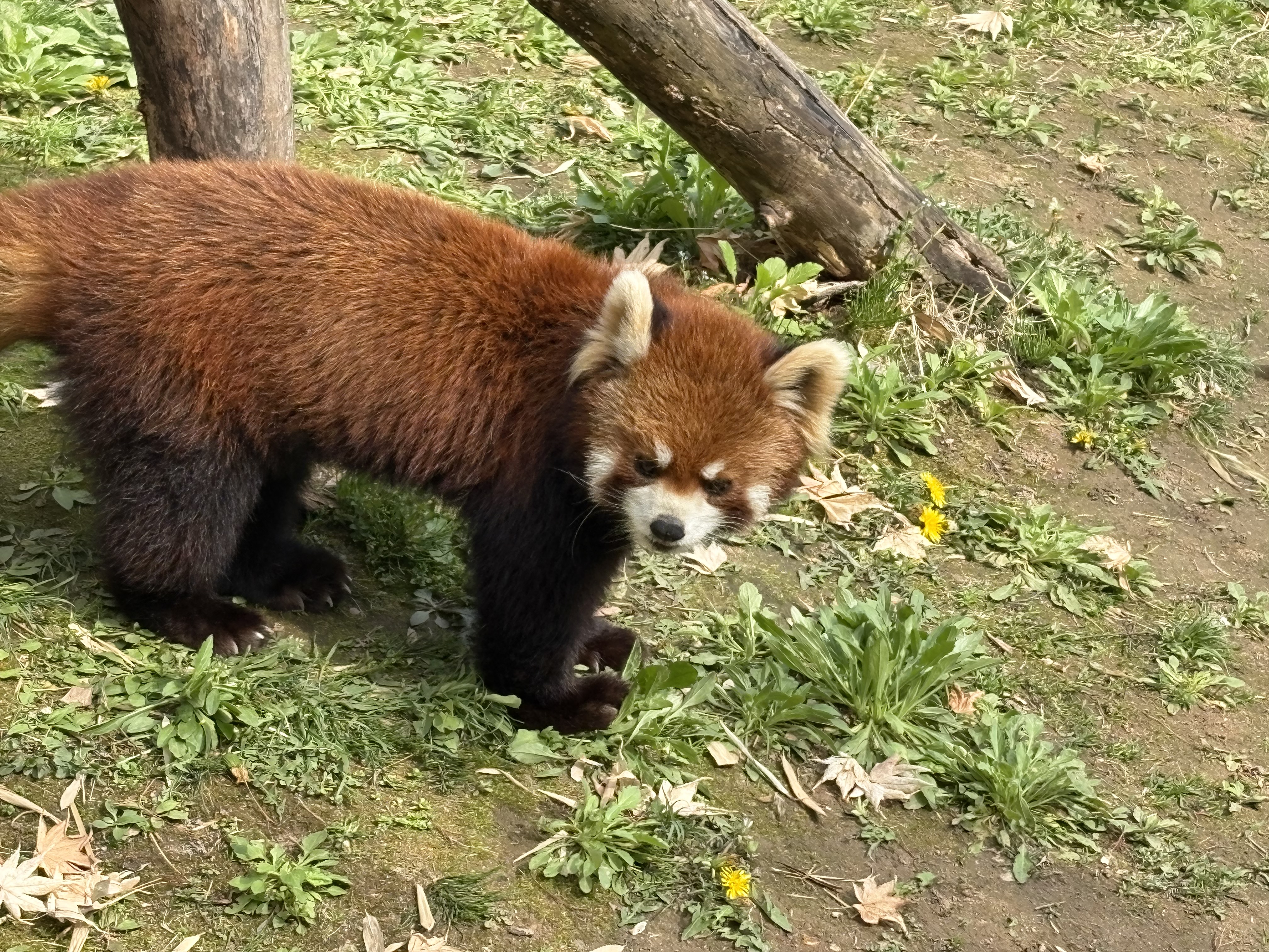레서판다
